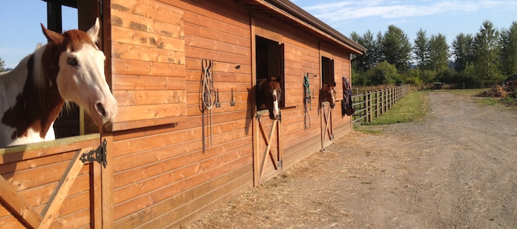 Horses in Stalls
